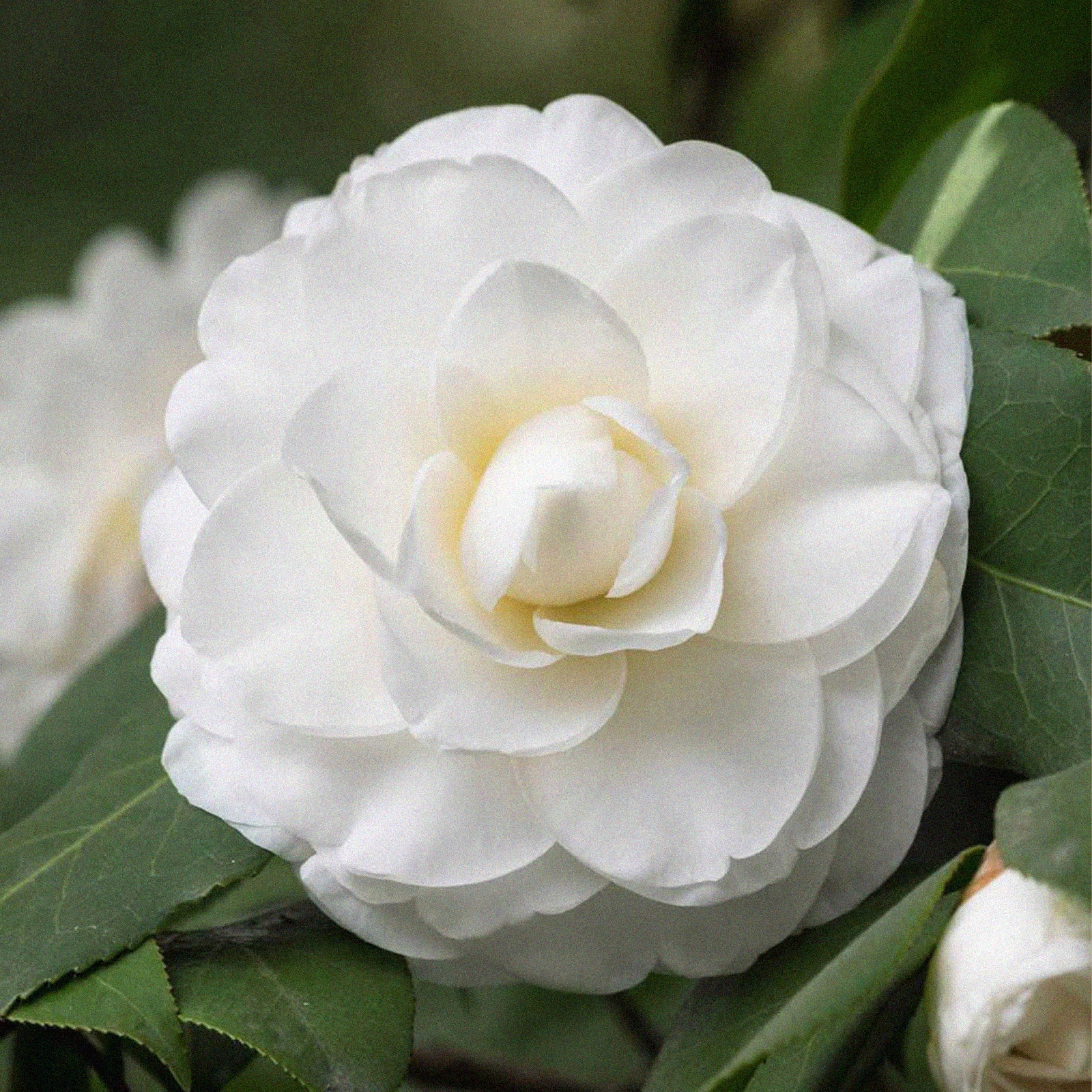 Camellia - one of key ingredients of Centifolia's Gentle Scrub
